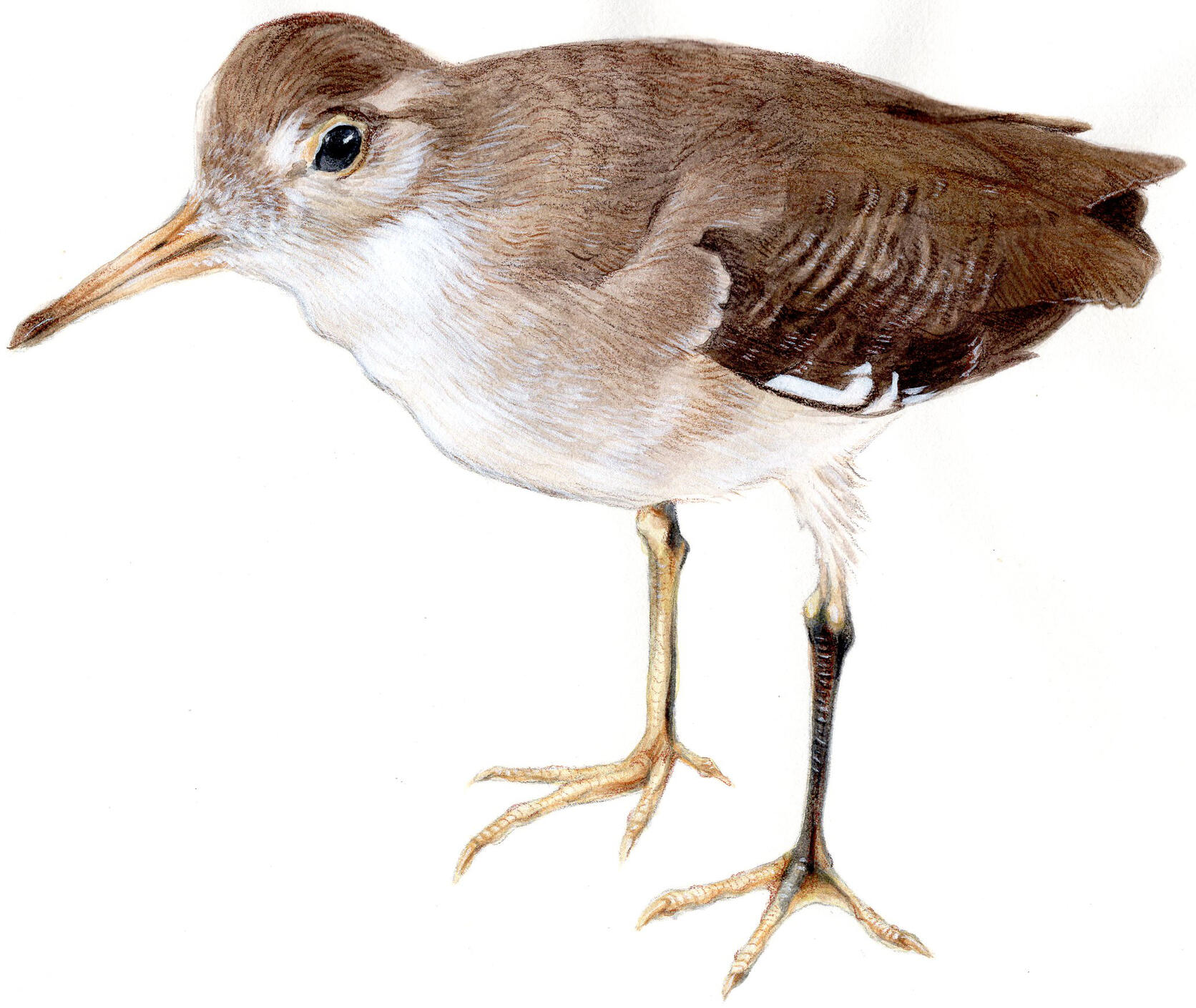 Mixed media painting of a female spotted sandpiper