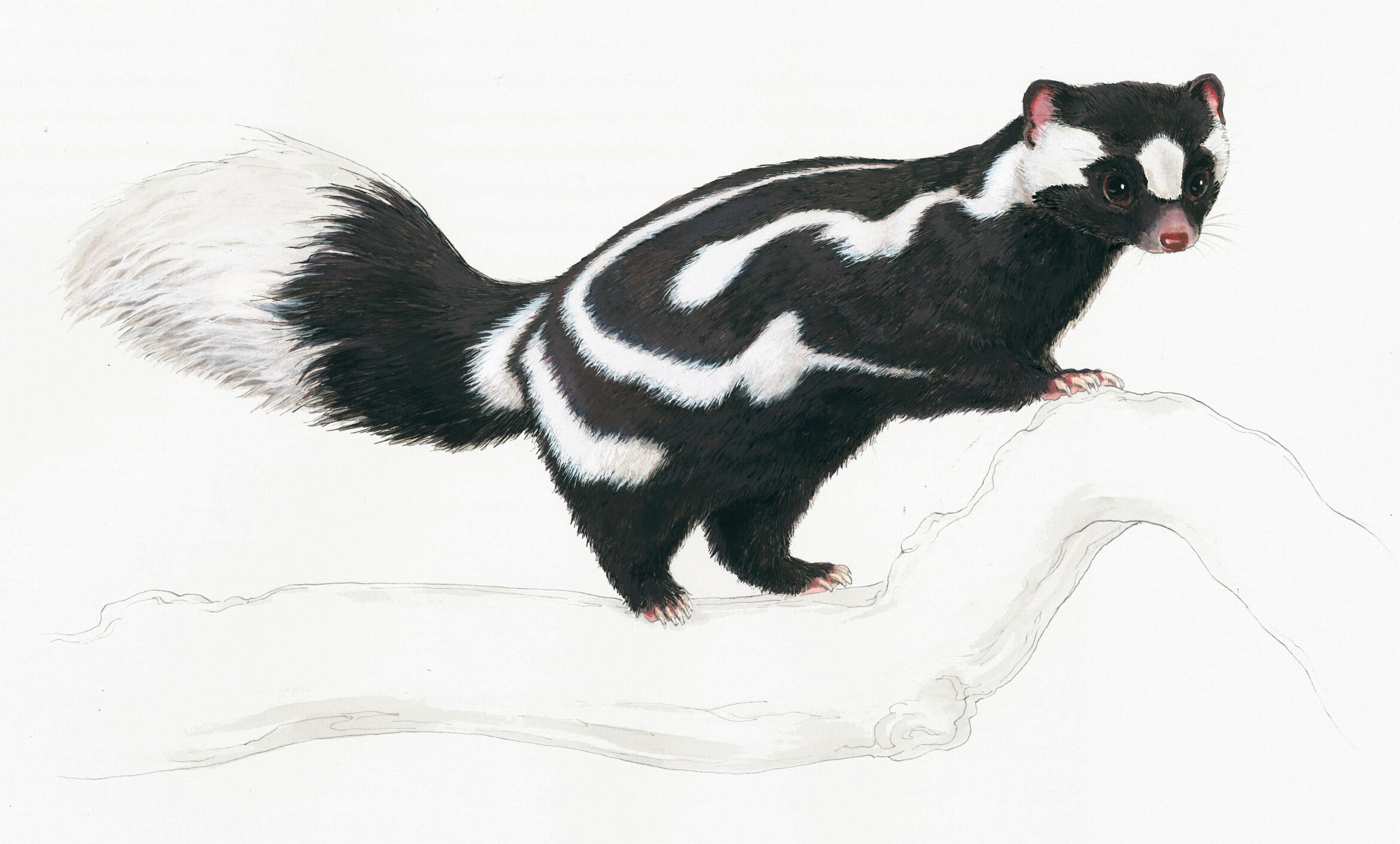 Mixed media painting of a spotted skunk
