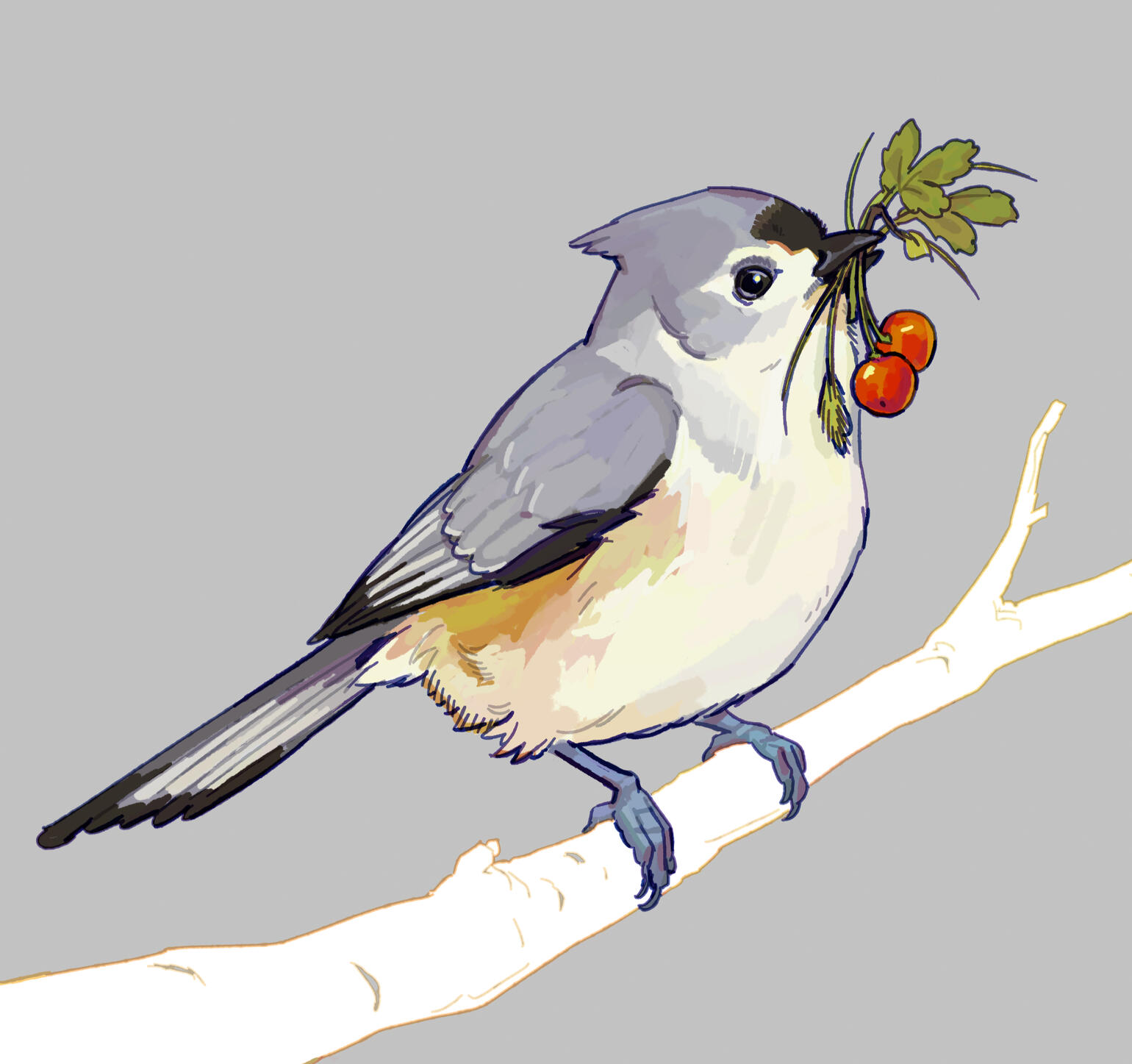 Illustration of a tufted titmouse holding berries and leaves