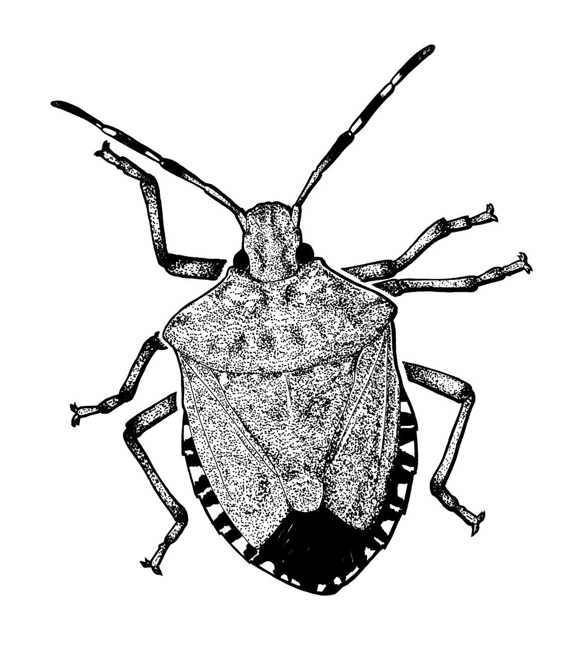 Pen illustration of a brown marmorated stinkbug