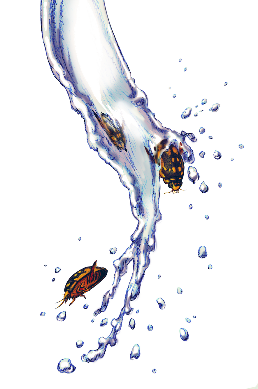 Diving Beetles (graphite and digital, 2023)