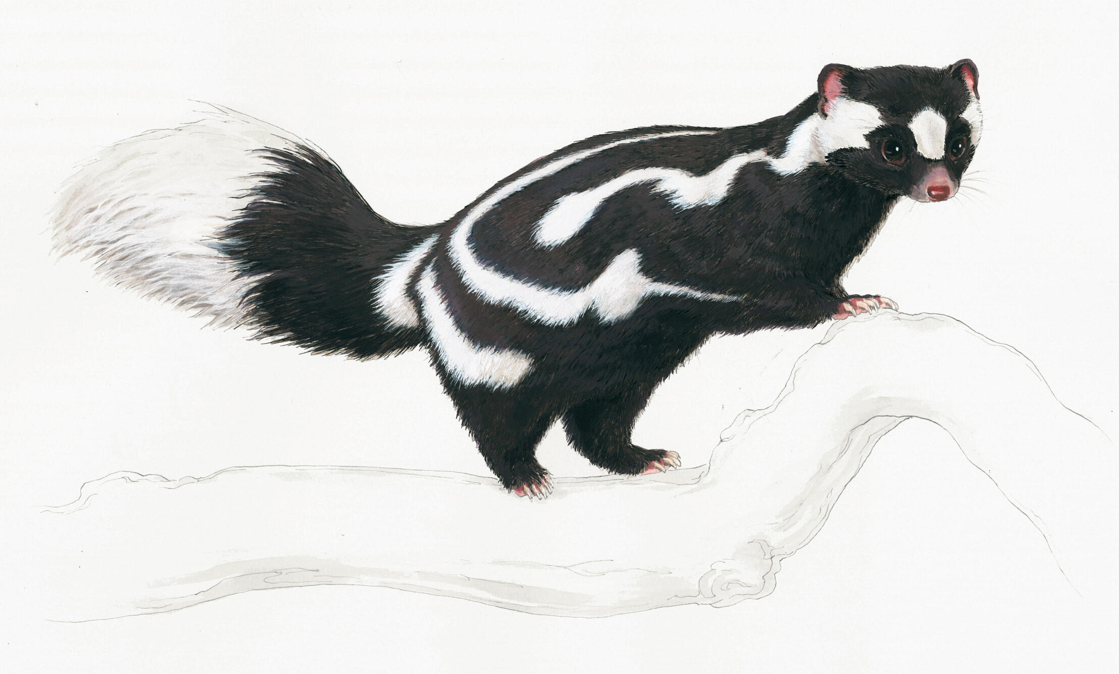 Spotted Skunk (mixed media, 2025)