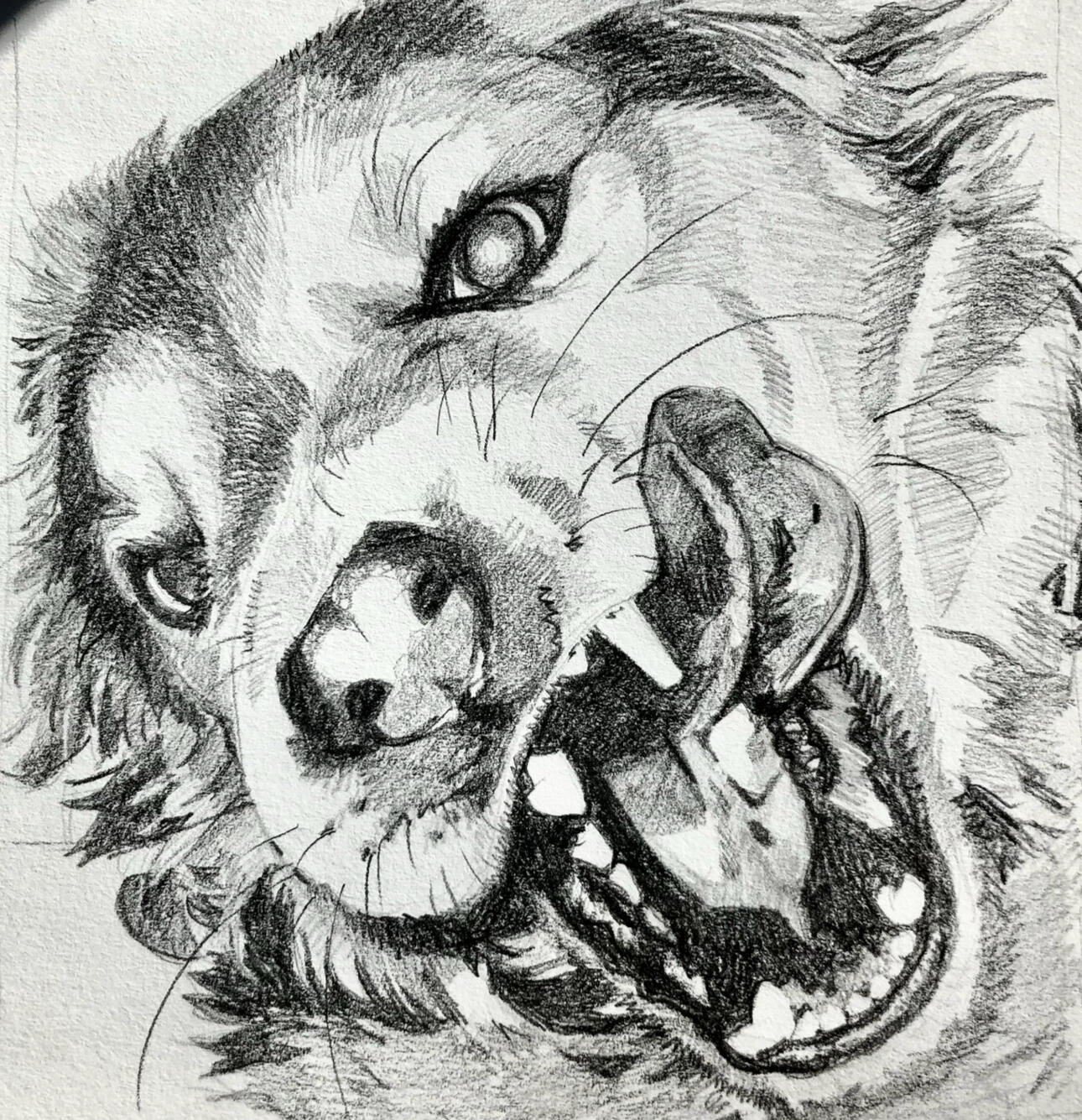 Dog (graphite on paper, 2023)