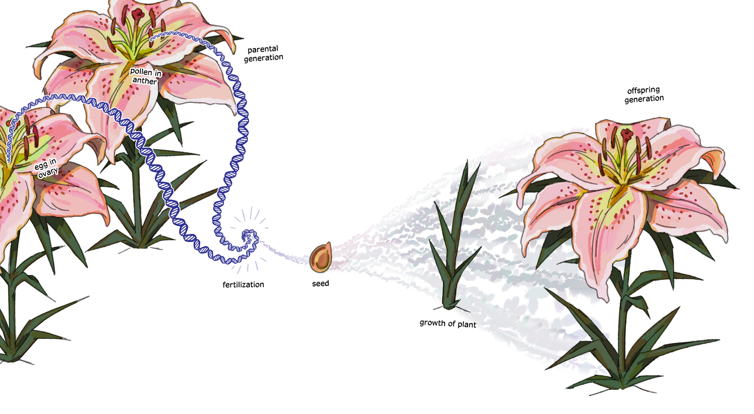 Illustration of reproduction and development in lily flowers, with labels indicating " parental generation, egg in ovary, pollen in anther, fertilization, seed, growth of plant, and offspring generation"