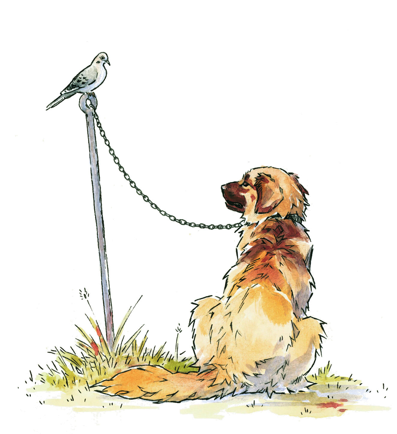 Illustration of a dog chained to a stake with a mourning dove perched on it