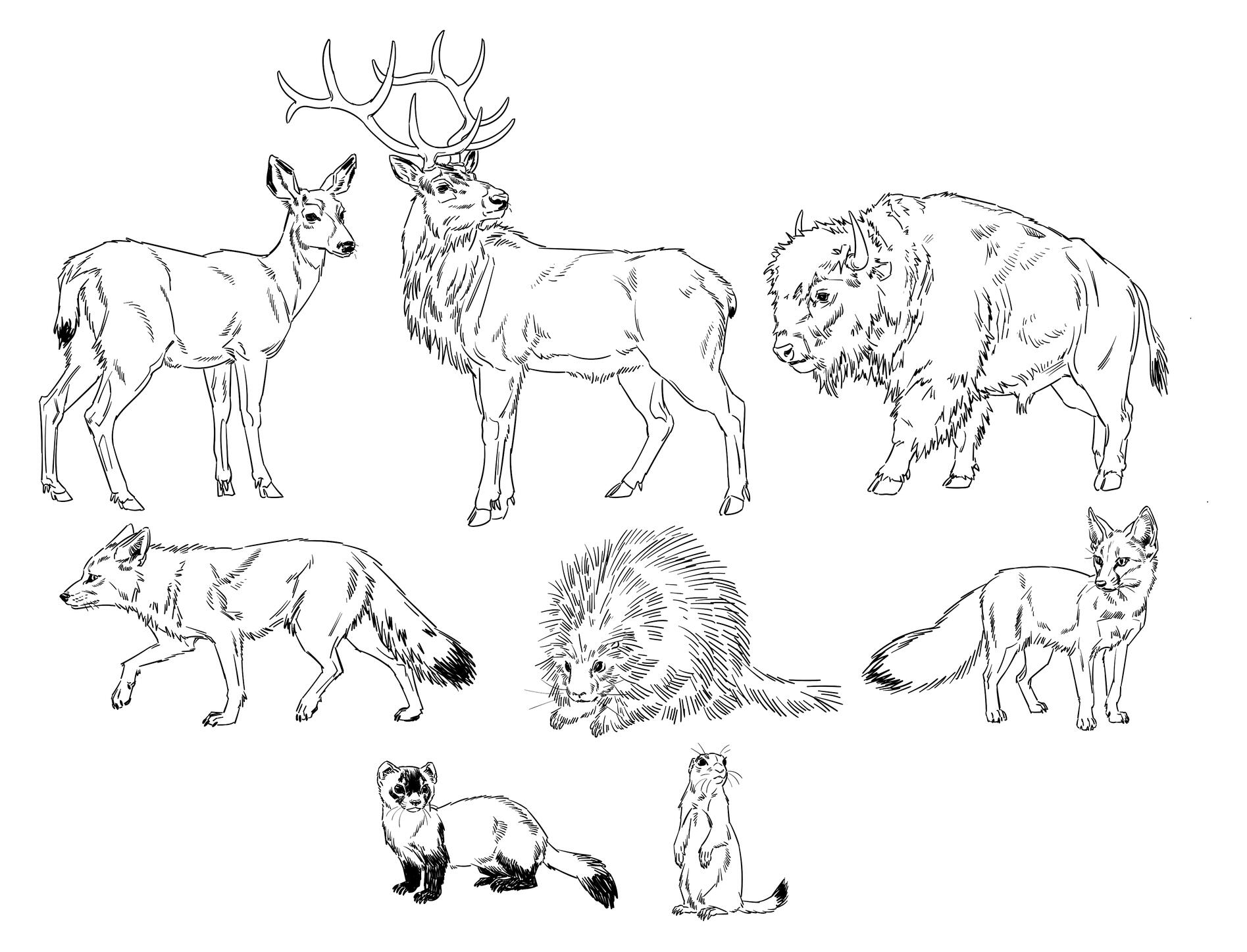 Animals