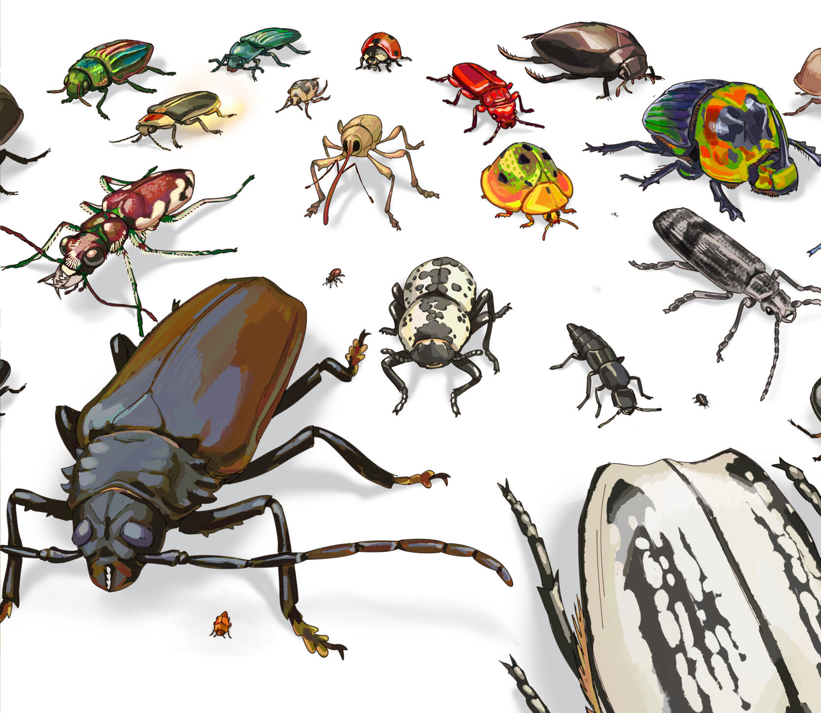 Illustration of many different species of beetles walking toward the viewer