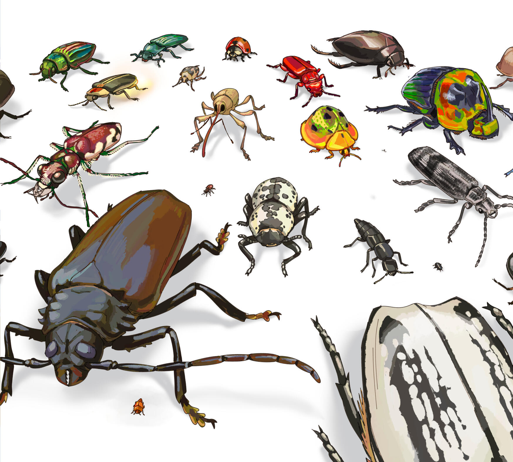 illustration